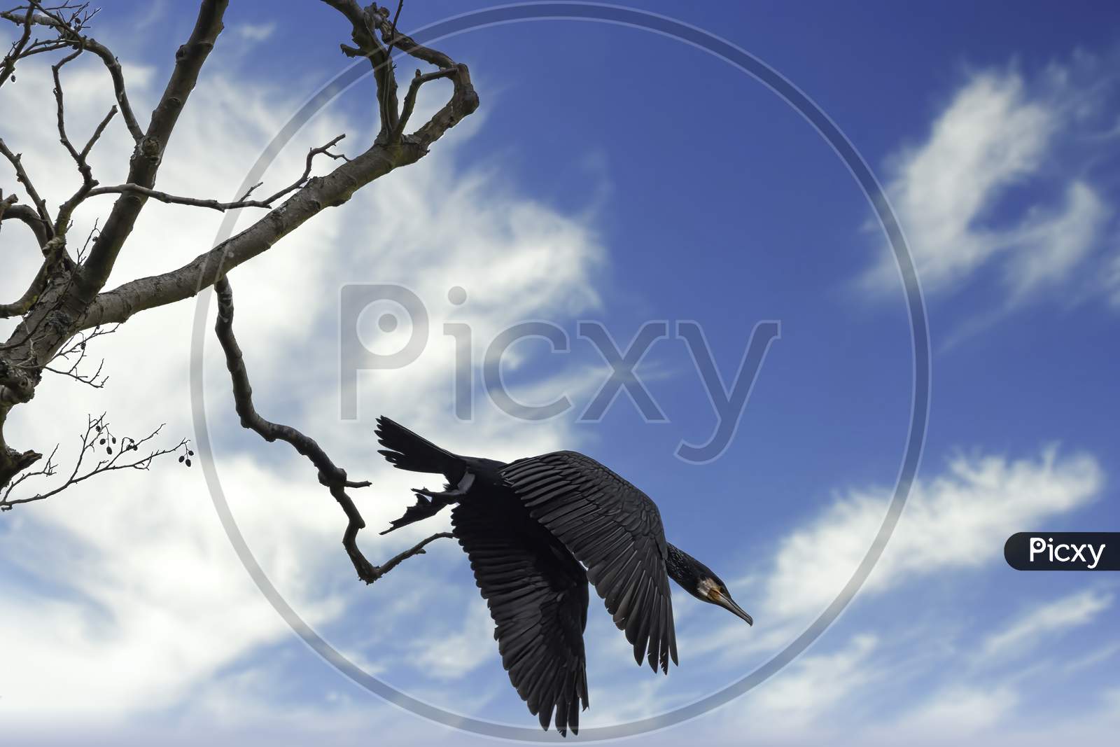 A great black cormorant sitting on a tree at the Mönchbruch natural reserve next to Frankfurt, Germany at a sunny day in winter. Starting to fly away.