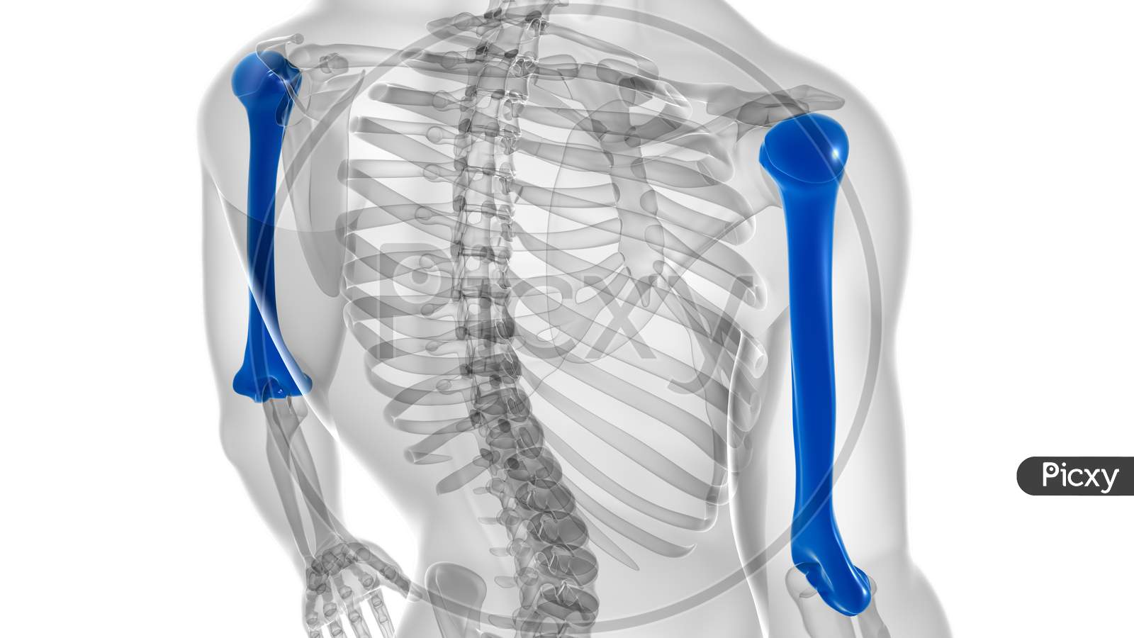 Human Skeleton Anatomy Humerus Bone 3D Rendering