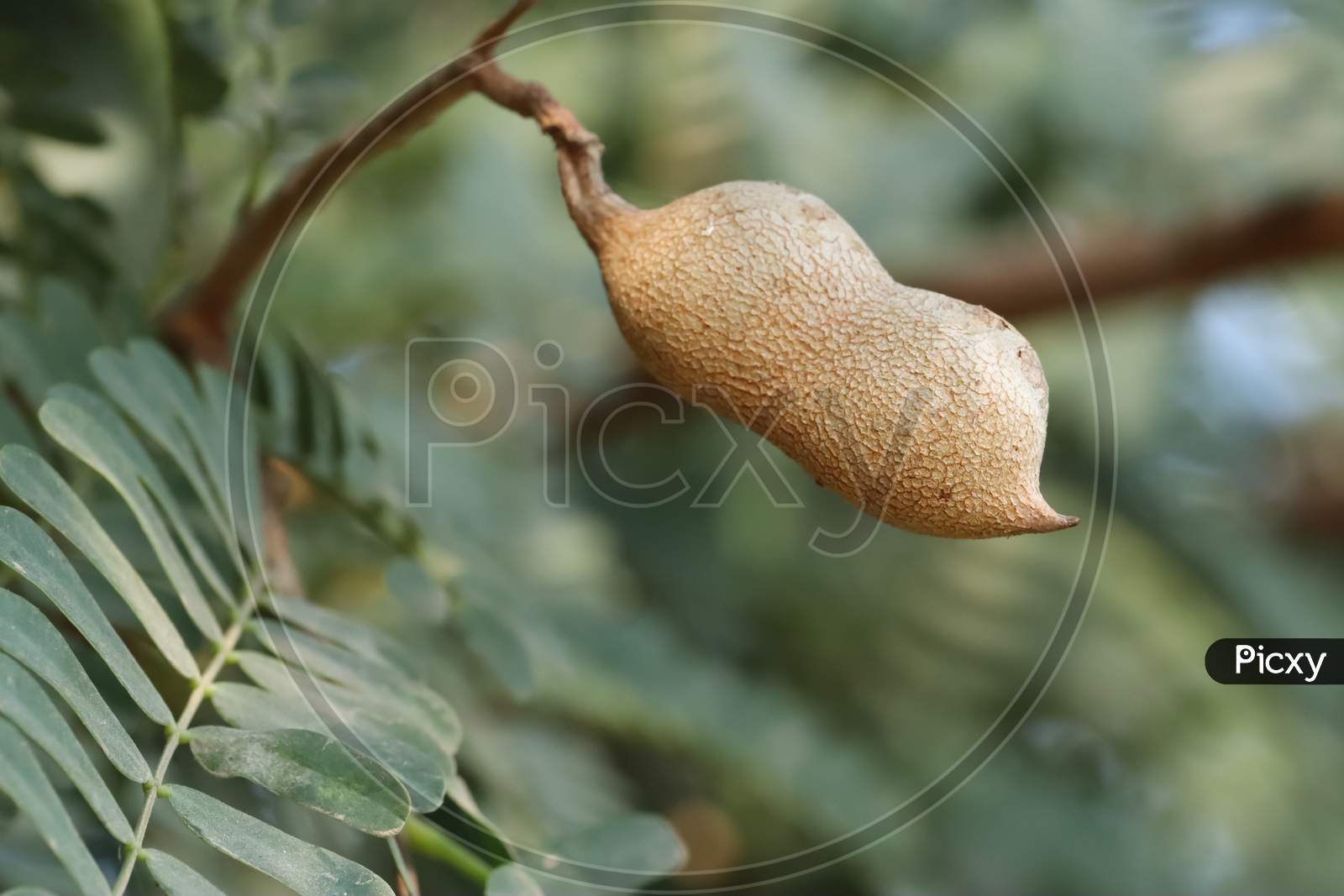 This is a fresh tamarind on the tree