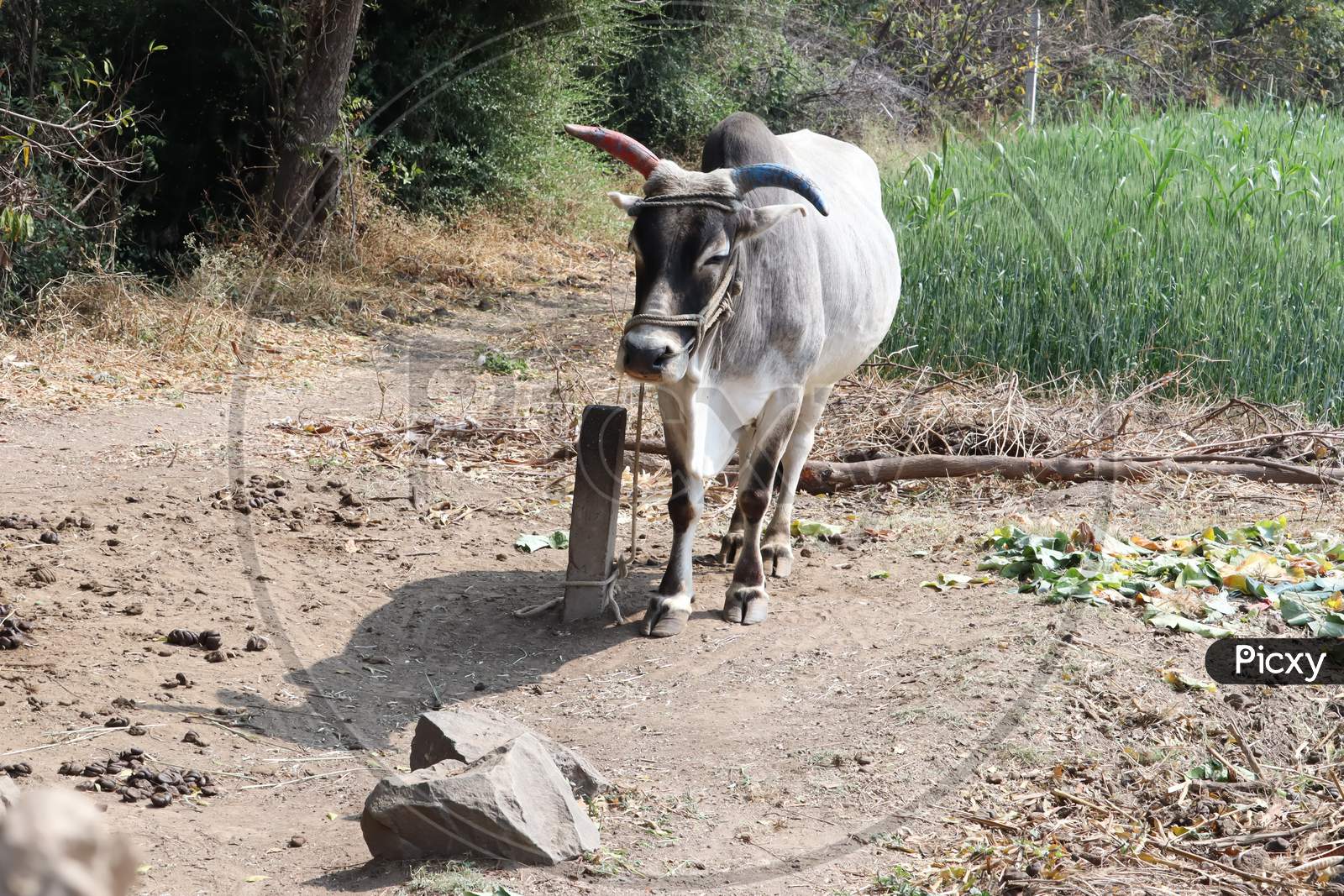 This is a indian bull