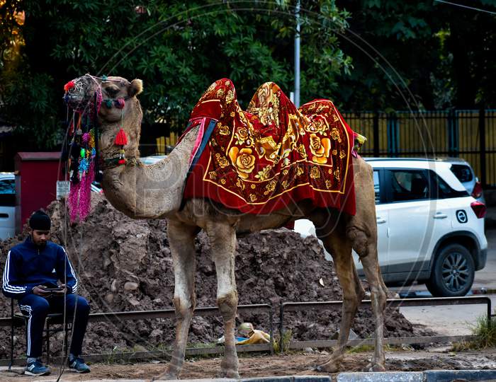 Humped camel