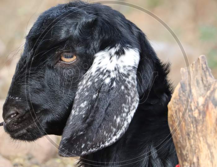 Black goat looking in camera