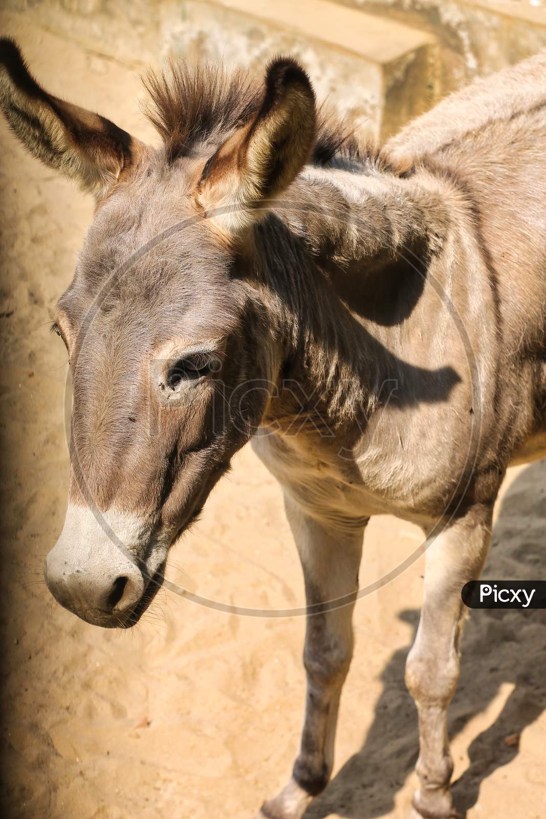Close Up Shot Of A Donkey Head