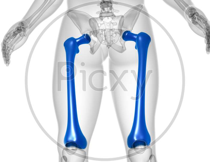 Human Skeleton Anatomy Femur Bone 3D Rendering