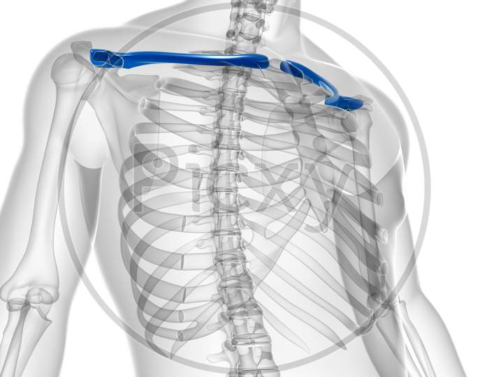 Human Skeleton Anatomy Clavicle Bones 3D Rendering