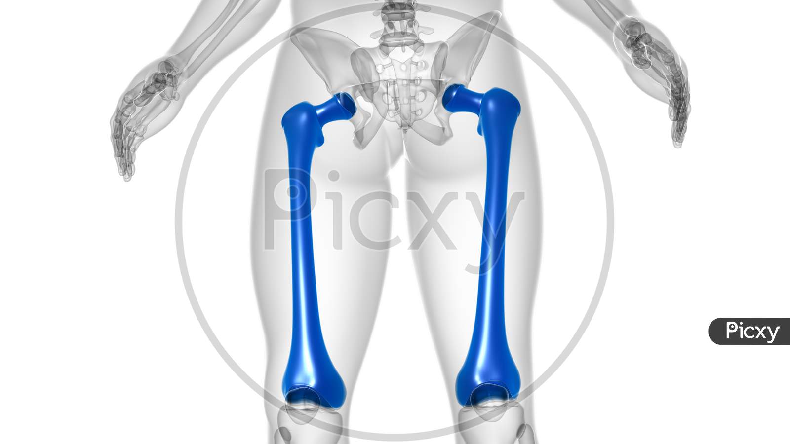 Human Skeleton Anatomy Femur Bone 3D Rendering