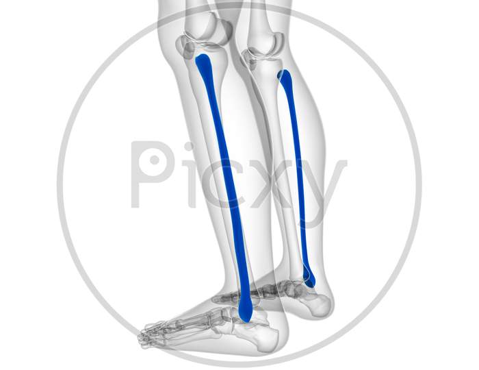 Human Skeleton Anatomy Fibula Bone 3D Rendering