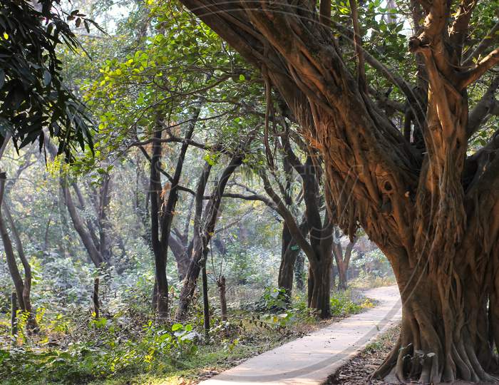 A Narrow Road Next To The Banyan Tree