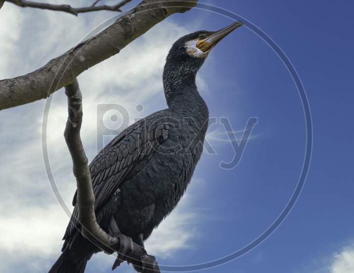 A great black cormorant sitting on a tree at the Mönchbruch natural reserve next to Frankfurt, Germany at a sunny day in winter.