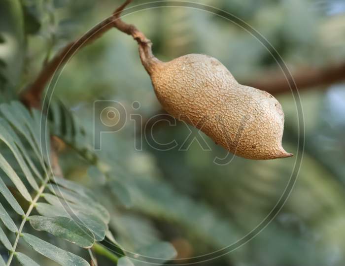 This is a fresh tamarind on the tree