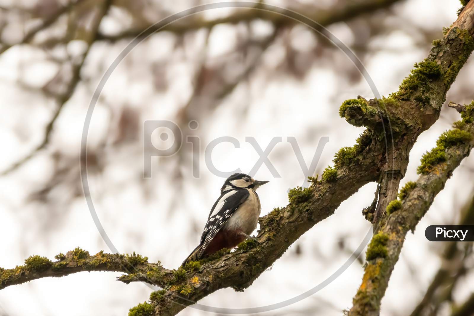 A woodpecker in a little forest next to the Mönchbruch pond sitting on a branch of a tree at a cold day in winter.