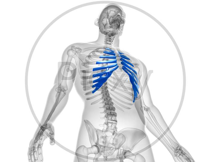Human Skeleton Anatomy Costal Cartilage 3D Rendering