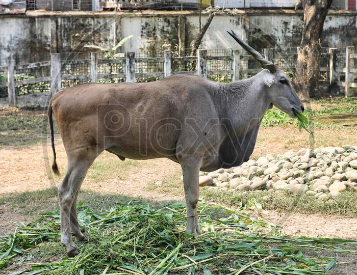 A Common Eland (Taurotragus Oryx) Is Eating. The Common Eland Also Known As The Southern Eland Or Eland Antelope In A Savannah.