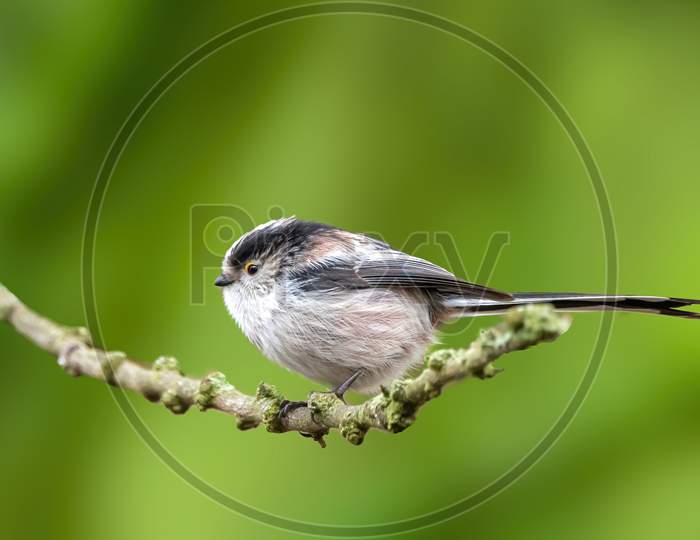 A long-tailed tit sitting on a branch of a tree at the Mönchbruch pond in a natural reserve in Hesse Germany. Beautiful blurred green background.
