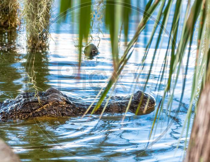 American Florida Alligator