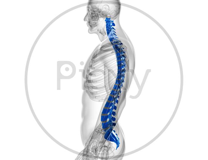 Human Skeleton Vertebral Column Vertebrae Anatomy