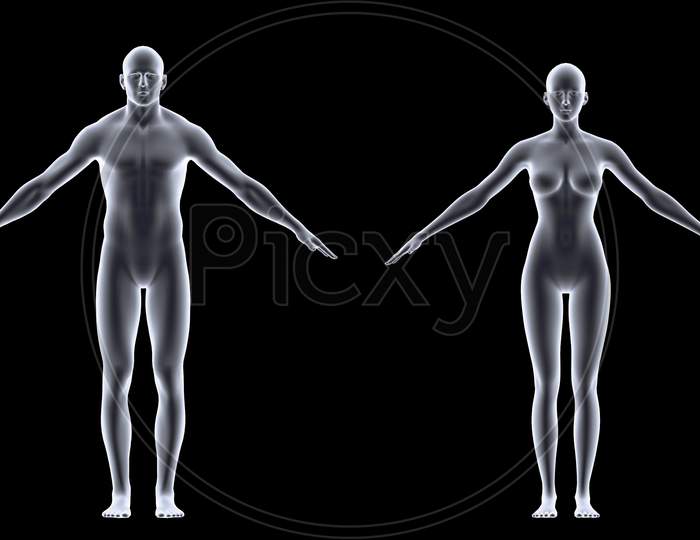 Transparent male and female Body