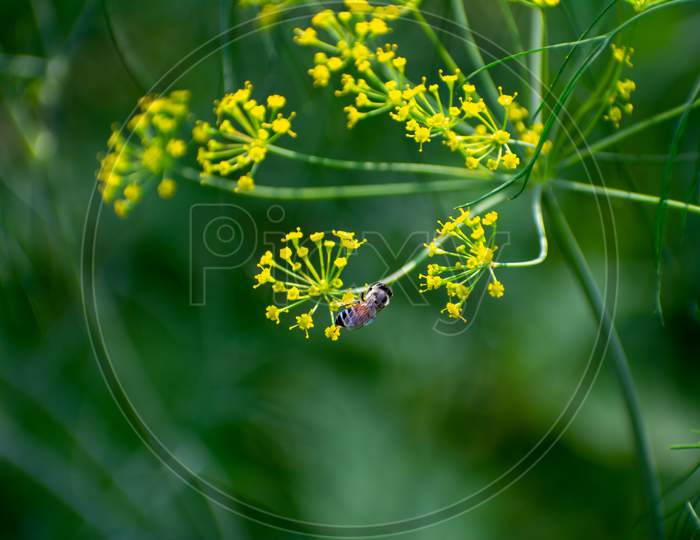 Indian Wild Nectar Bee