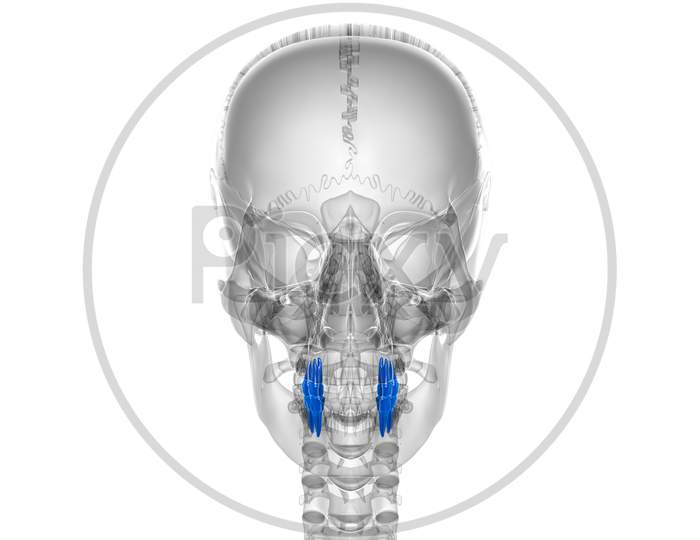 Human Teeth Premolars Anatomy 3D Illustration