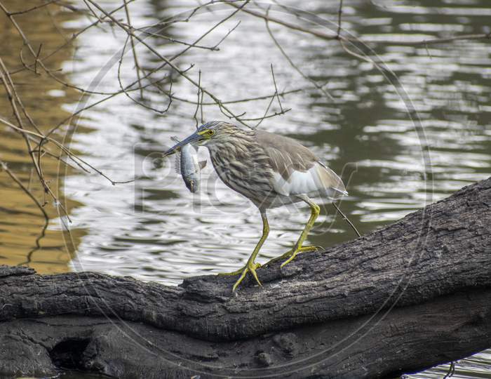 Indian pond Heron with kill