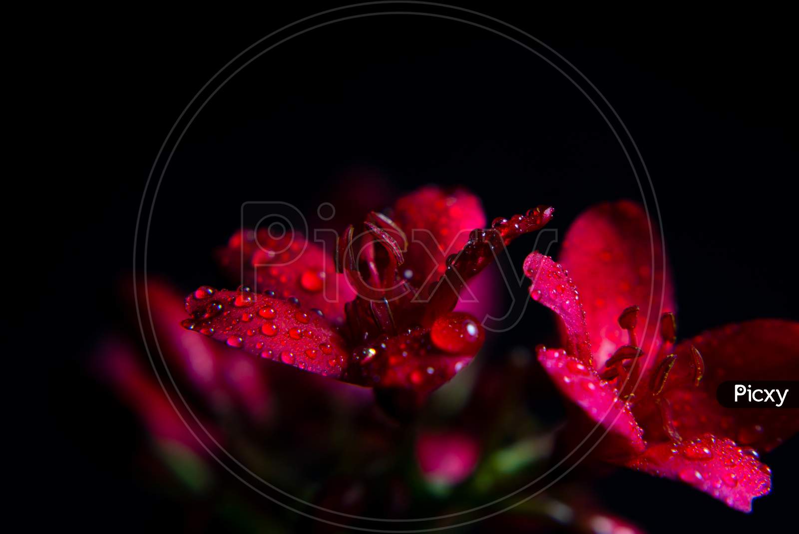 Red Flower with beautiful water droplets