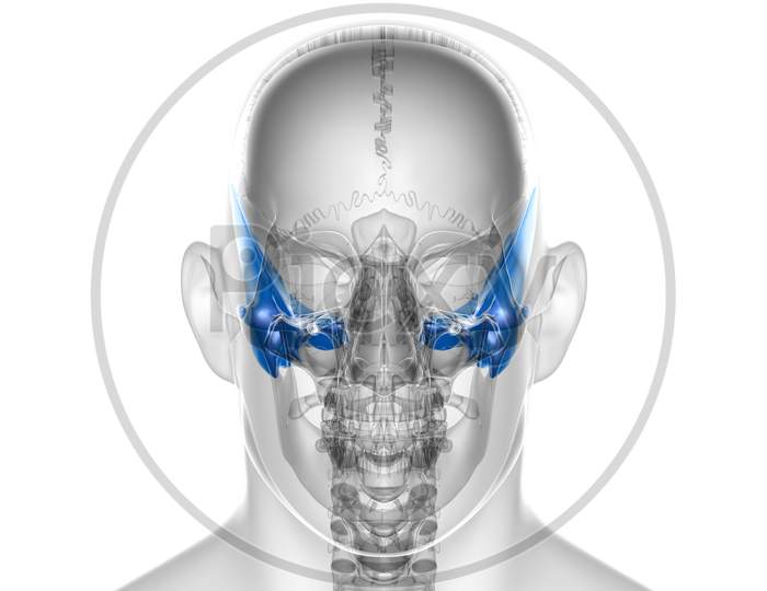 Human Skeleton Skull Temporal Bone Anatomy For Medical Concept