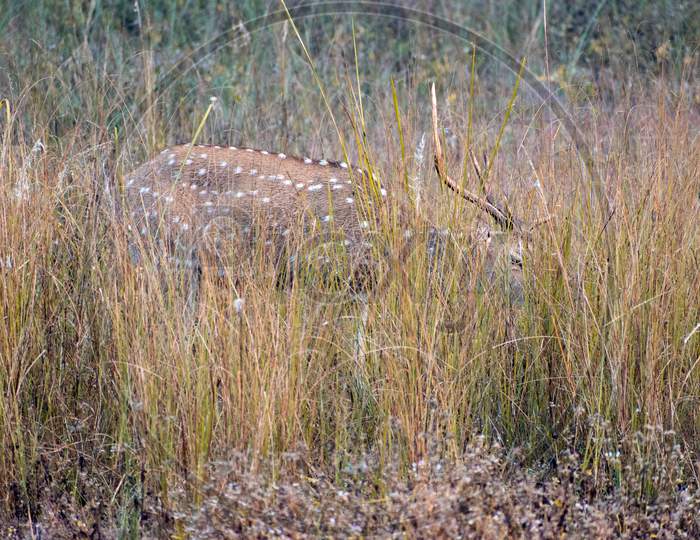 Deer hidden in grassland
