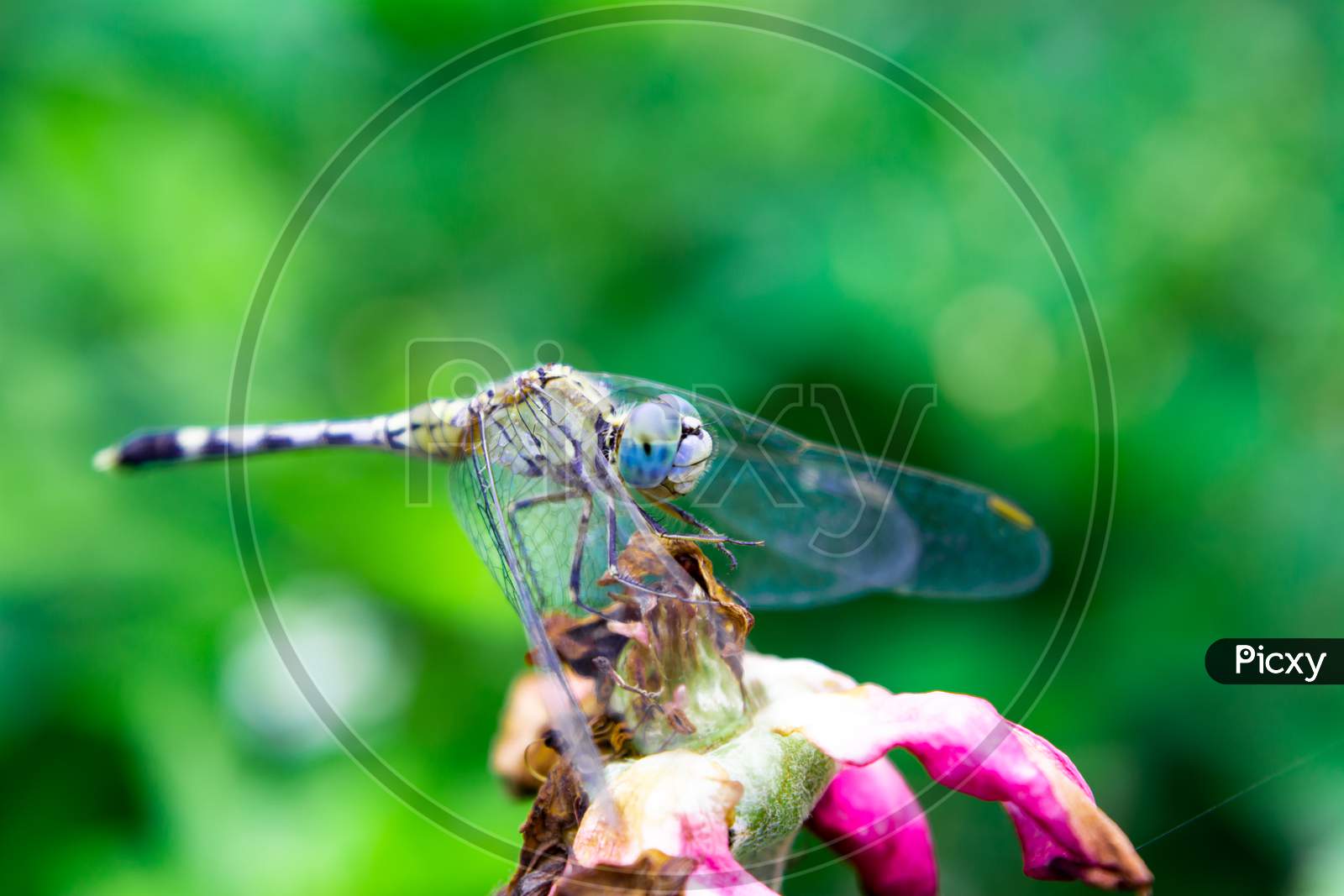 Blue Eyed Dragon fly (Translucent)