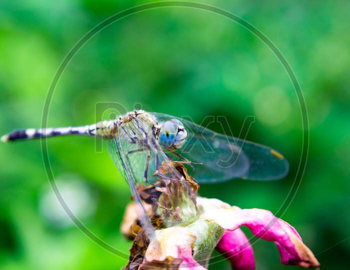 Blue Eyed Dragon fly (Translucent)