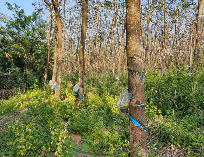 Rubber trees with rubber tapping cups in a large plantation. The cups are covered with plastic sheets for protection