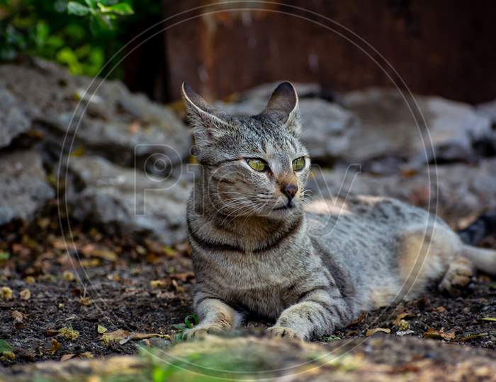 Indian Wild Cat Resting In Shade
