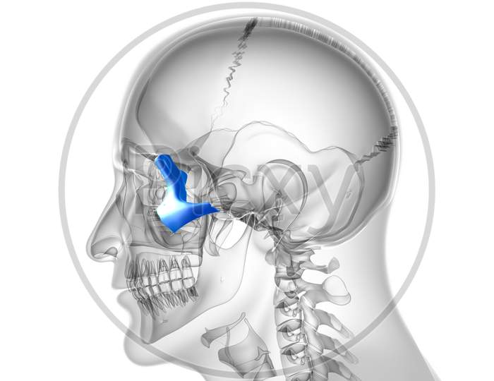 Human Skeleton Skull Zygomatic Bone Anatomy For Medical Concept