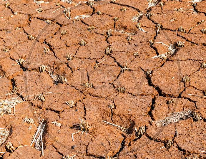 Remains Of Paddy Also Known As Rice In The Red Soil With Cracks On It. After Harvesting Of Paddy The Stubbles Of The Crop Plant Remains In The Soil Of Farm Land.