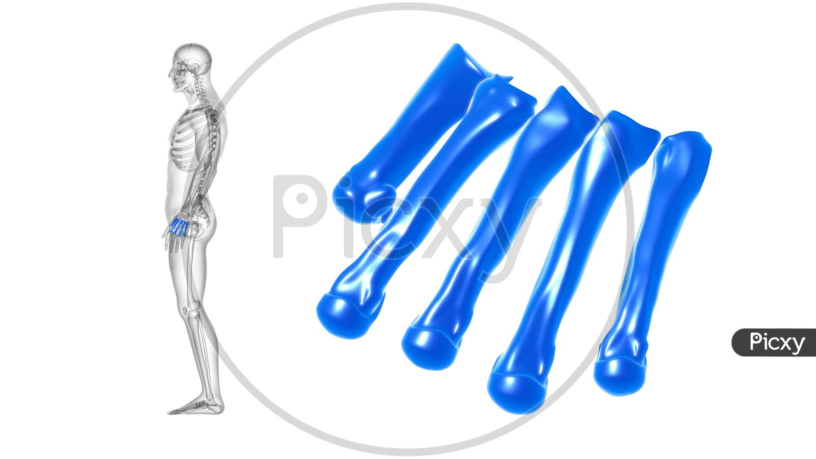 Human Skeleton Hand Phalanges Bone Anatomy For Medical Concept