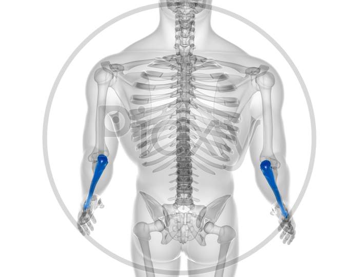 Human Skeleton Anatomy Ulna Bone 3D Rendering