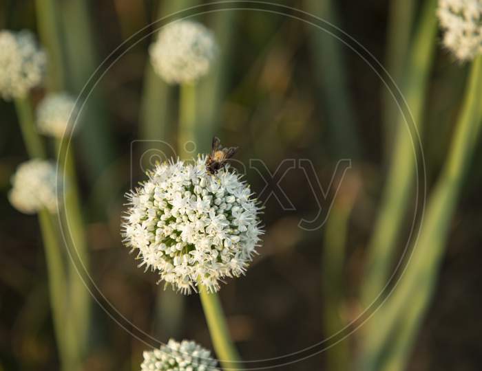 Onion flowers Collecting honey to a bee