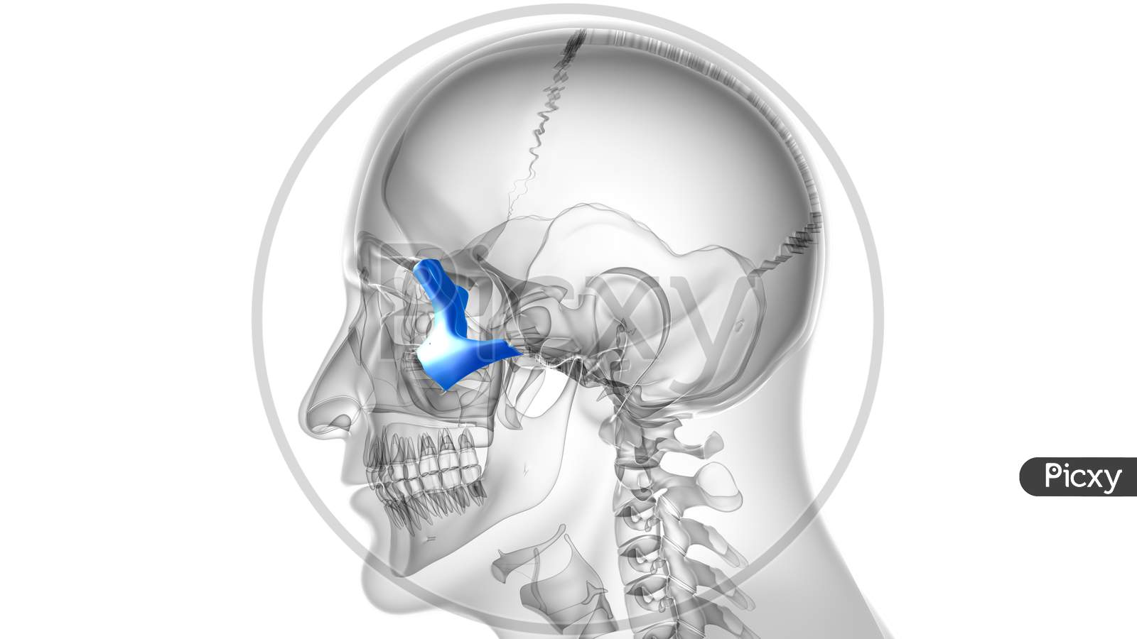 Human Skeleton Skull Zygomatic Bone Anatomy For Medical Concept