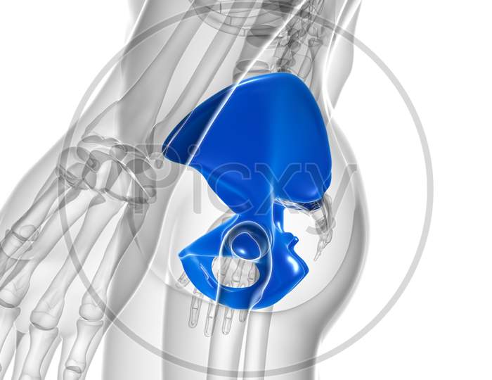 Human Skeleton Hip Or Pelvic Bone Anatomy For Medical Concept