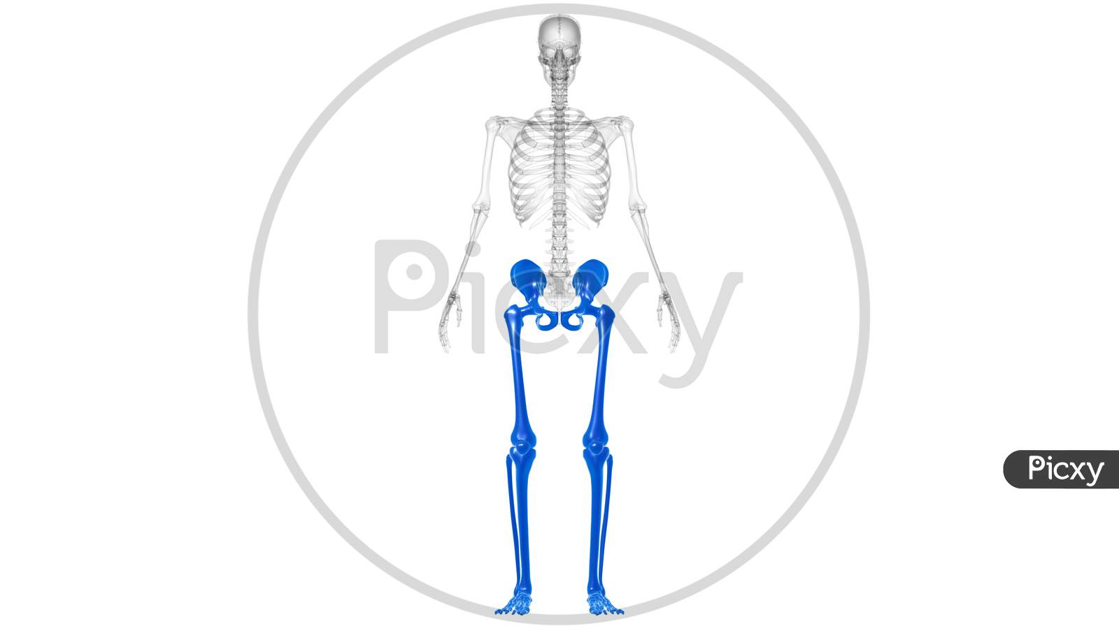 Human Skeleton Lower Limbs Anatomy 3D