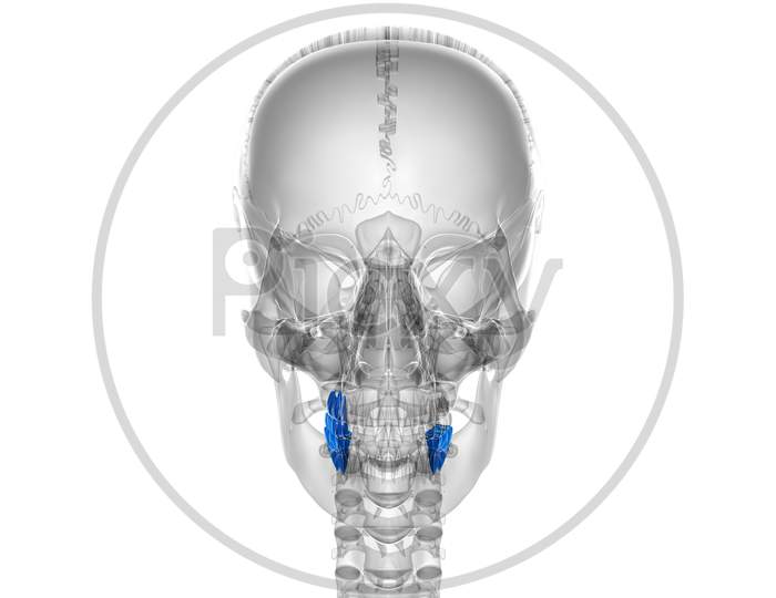 Human Teeth Molars Anatomy 3D Illustration