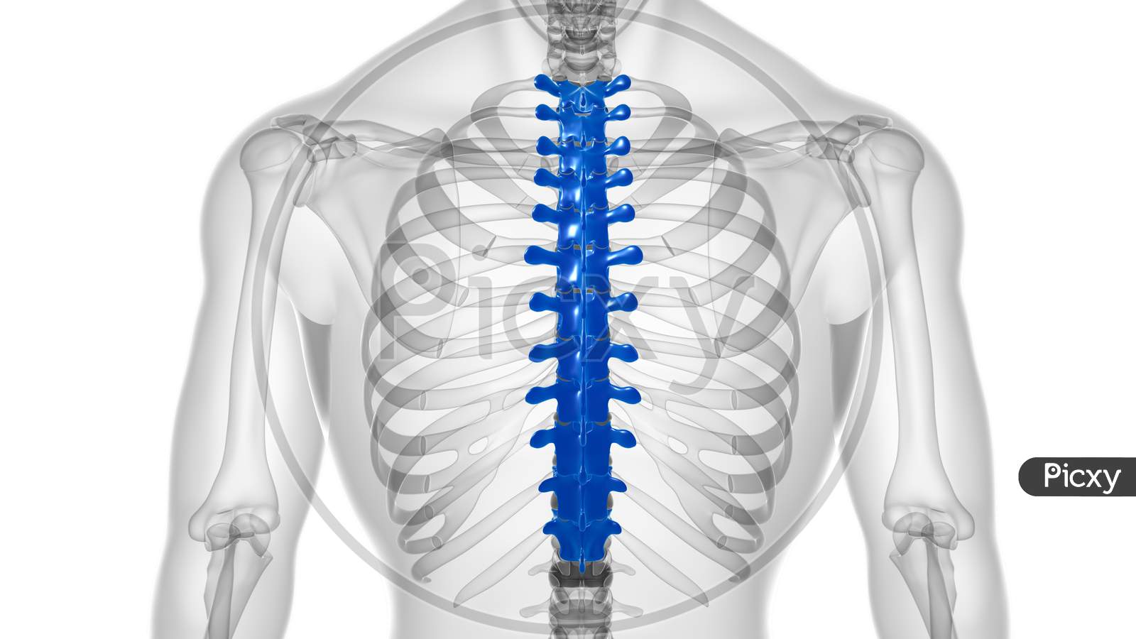 Human Skeleton Vertebral Column Thoracic Vertebrae Anatomy