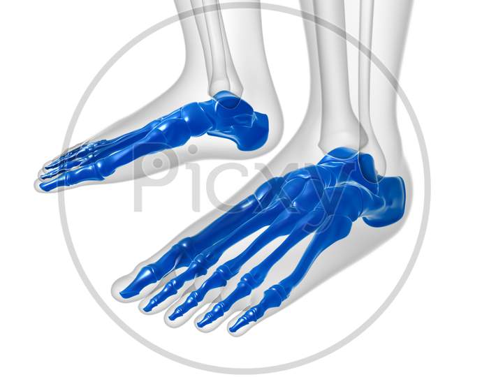 Human Skeleton Foot Bones Anatomy For Medical Concept