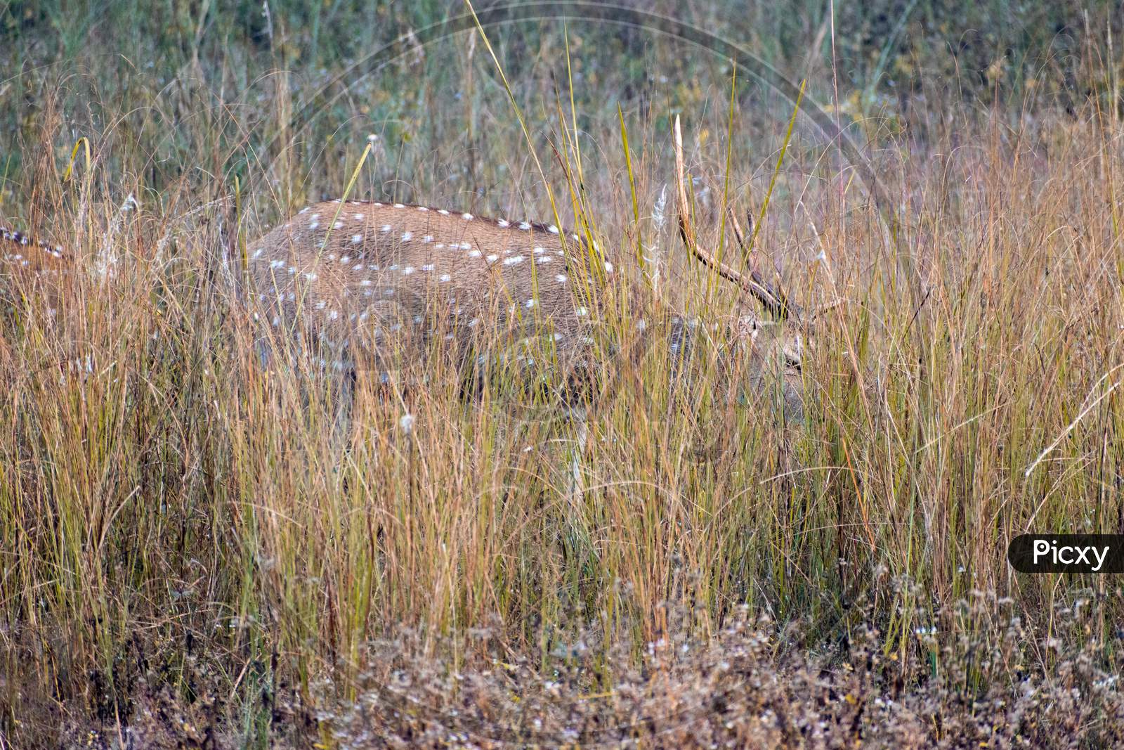 Deer hidden in grassland