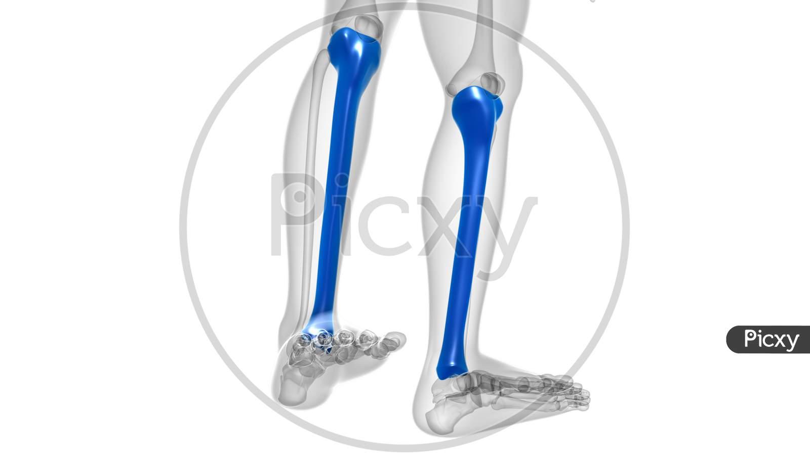 Human Skeleton Anatomy Tibia Bone 3D Rendering