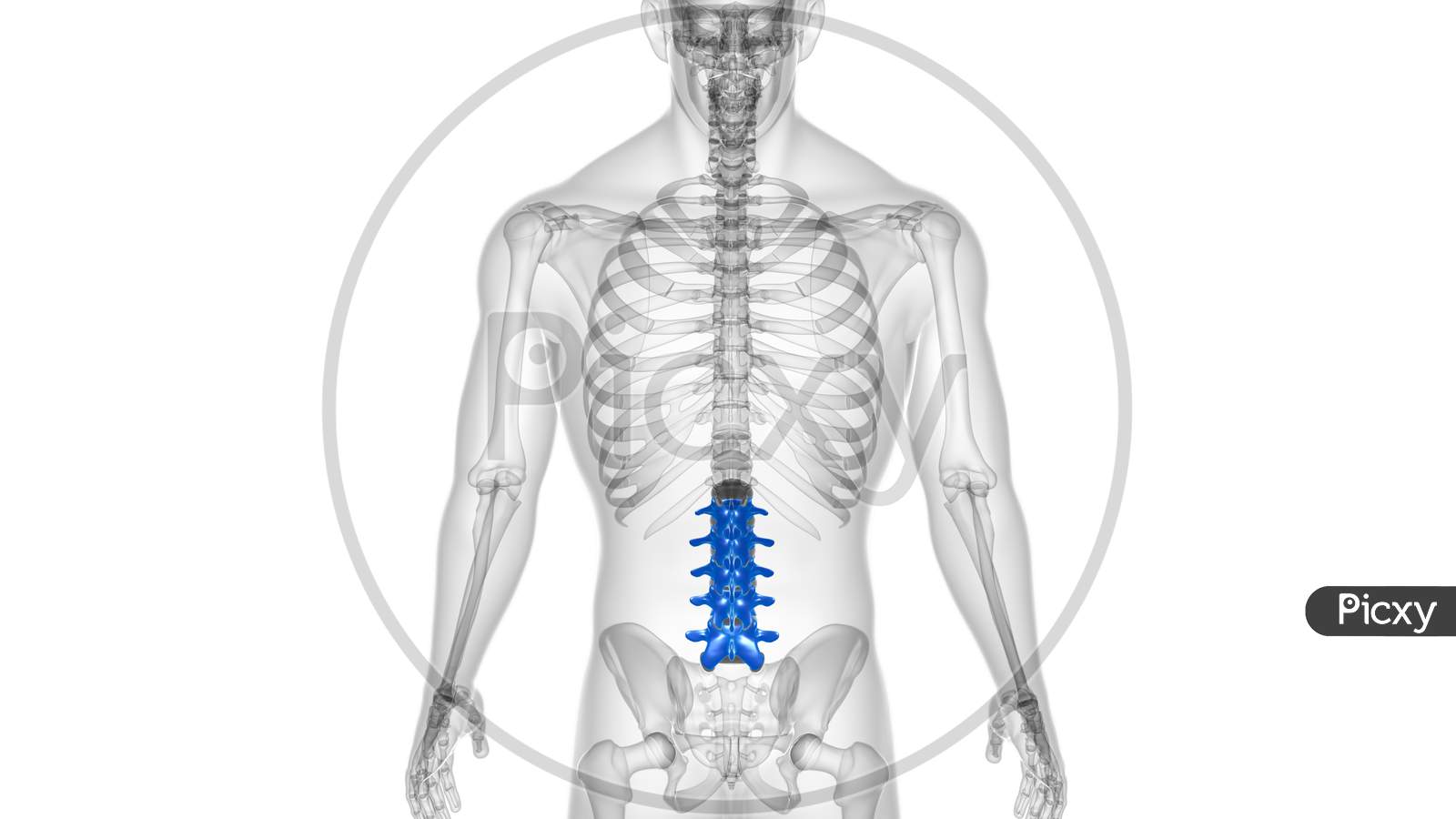 Human Skeleton Vertebral Column Lumbar Vertebrae Anatomy