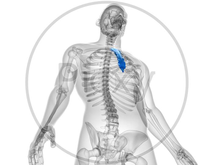 Human Skeleton Sternum Bone Anatomy For Medical Concept