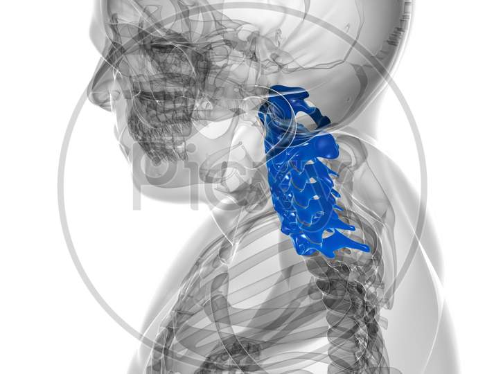 Human Skeleton Vertebral Column Cervical Vertebrae Anatomy 3D