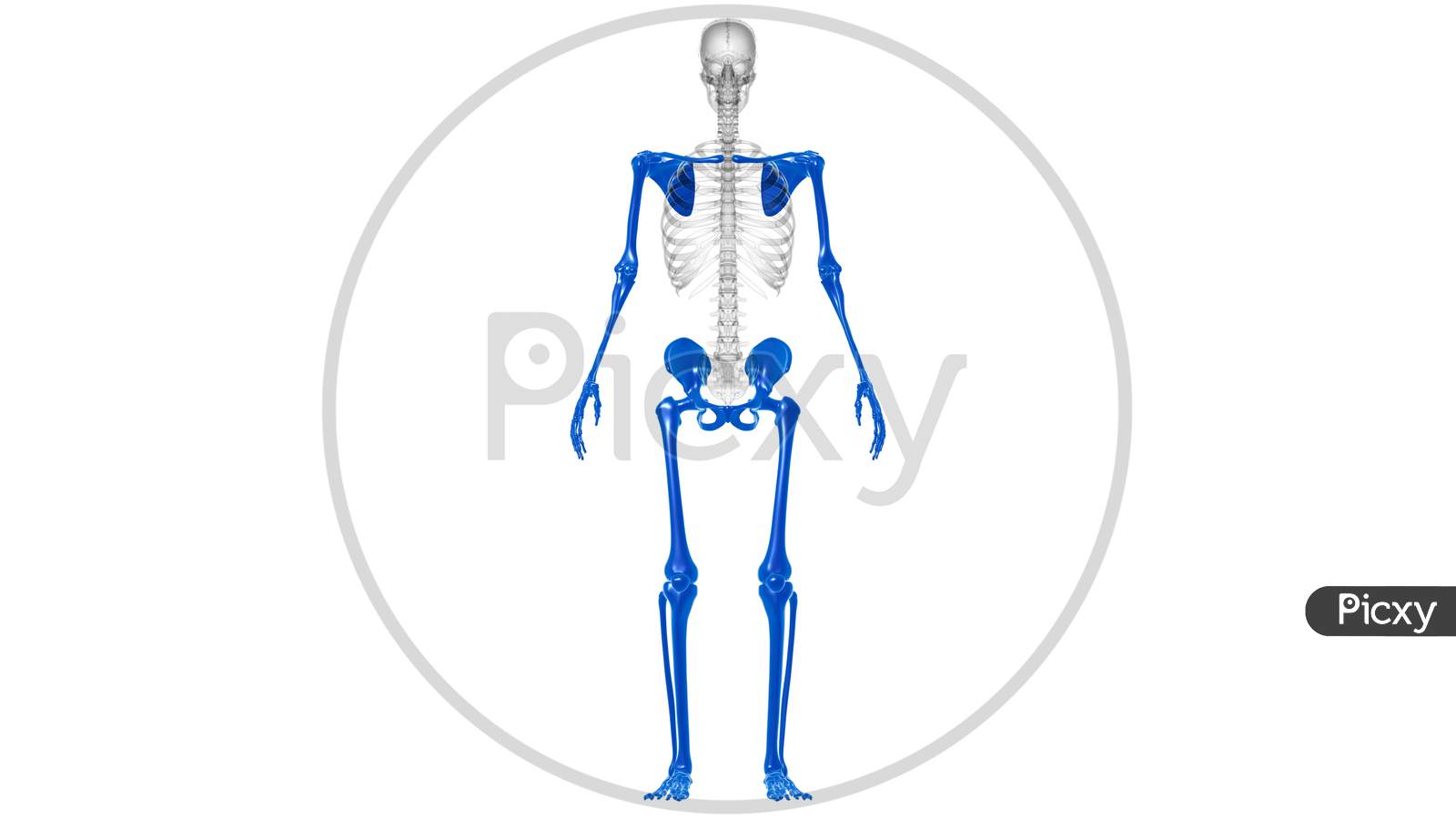 Human Skeleton Appendicular Skeleton Anatomy 3D