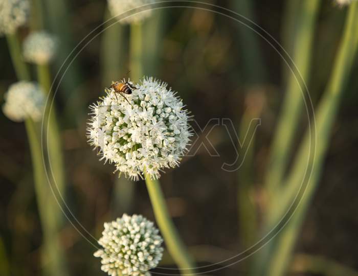 Onion flowers Collecting honey to a bee