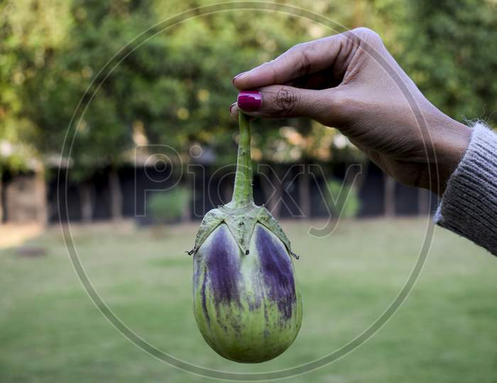 Female Holding Big Green Brinjal Or Eggplant Or Aubergine Indian Asian Vegetable In Hand. Organic Homegrown Kitchen Gardening Of Large Green With Purple Or Violet Patterned